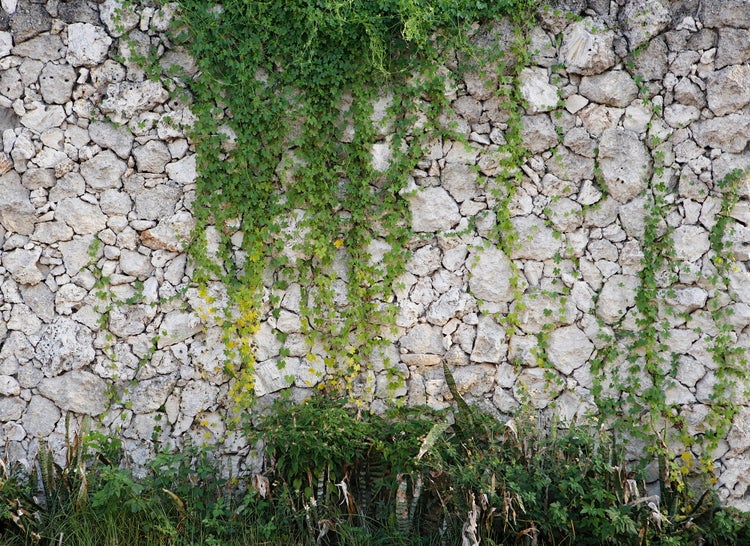 Natursteinmauer aus unregelmäßigen hellen Steinen, teilweise mit grünen Kletterpflanzen bewachsen.