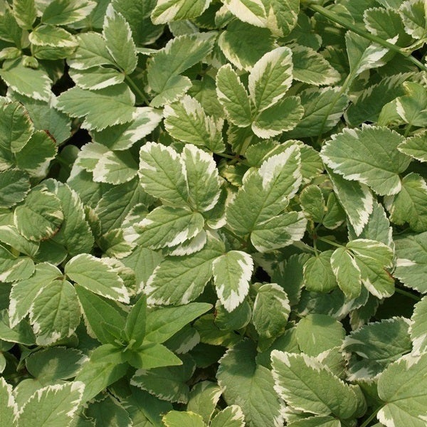 Bodenbedeckung mit gefleckten Blättern