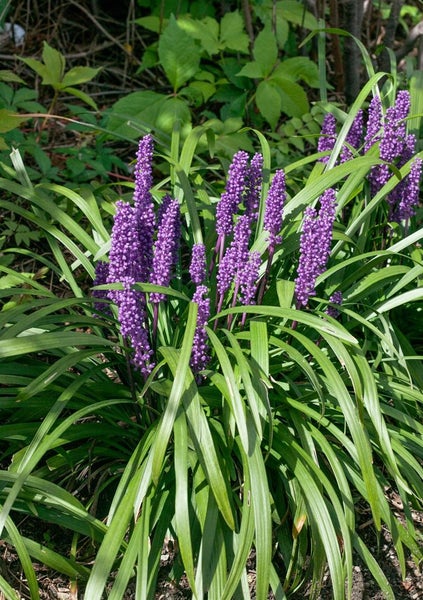 Liriope muscari 'Royal Purple', lilafarben, ca. 9x9 cm Topf