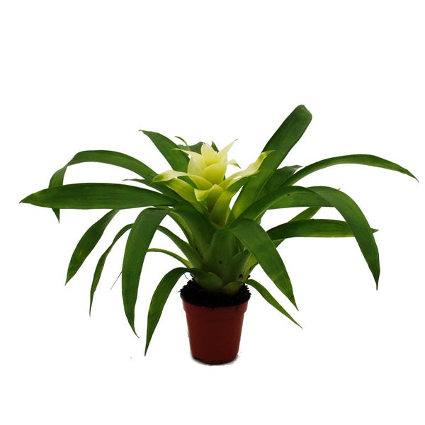 Mini-Guzmanien-Trio - Set mit 3 bunten Bromelien in 3 Farben - 5,5cm Topf
