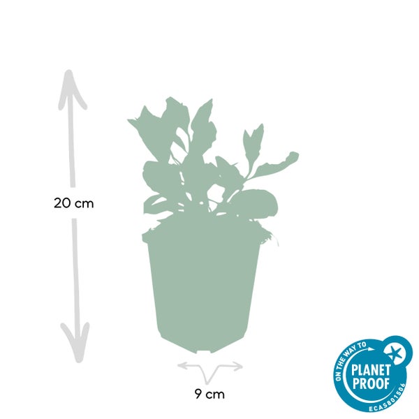 Silhouette einer Pflanze im Topf, Höhe 20 Zentimeter, Topfbreite 9 Zentimeter, On the way to PlanetProof Zertifizierung.