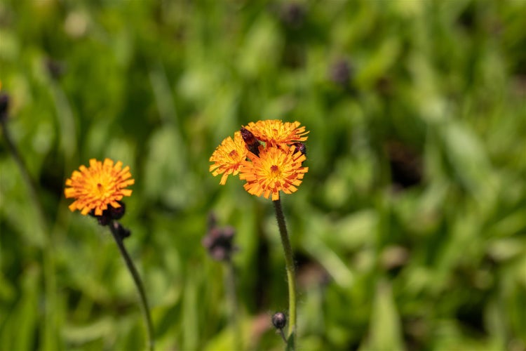 Hieracium aurantiacum, Orangerotes Habichtskraut, ca. 9x9 cm Topf