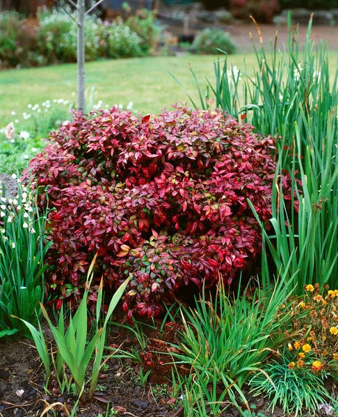 Nandina domestica 'Flirt', Himmelsbambus, rotlaubig, 40–60 cm