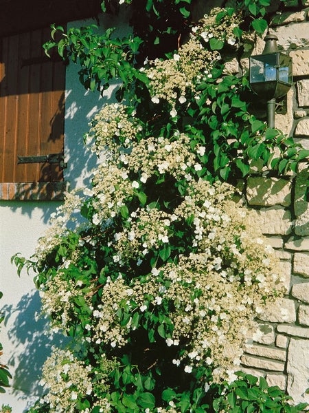 Hydrangea petiolaris, Kletterhortensie, weiß, 100–125 cm