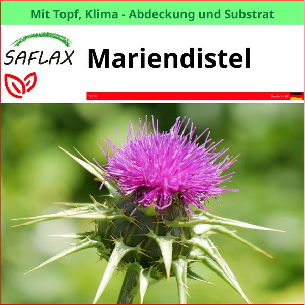 Mariendistel im Topf mit Klimaabdeckung und Substrat