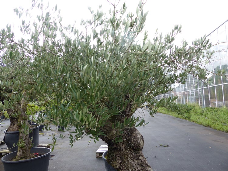Großer Olivenbaum im Kunststofftopf für den Außenbereich