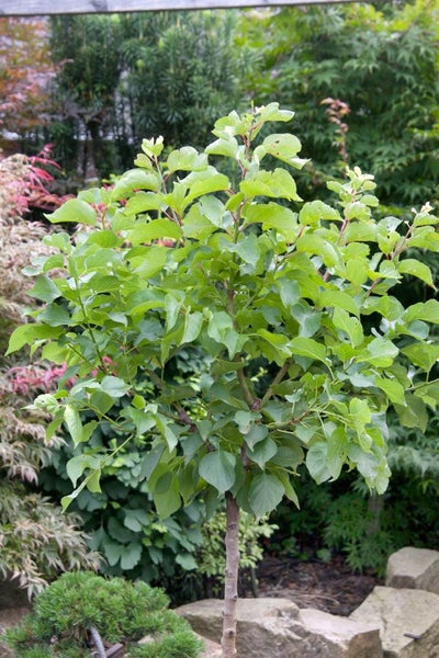 Prunus armeniaca 'Zwergaprikose', Aprikose, 60 cm