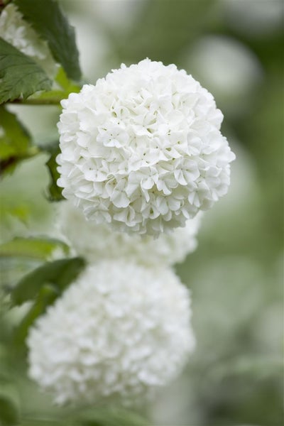 Viburnum opulus 'Roseum', Schneeball, weiß-rosa Blüten, 30–40 cm