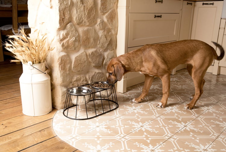 WONDERMAKE - Design Hundenapf erhöht für mittelgroße / große Hunde mit Ständer, Futternapf Hund Futterstation rutschfest aus Edelstahl, Fressnapf 2er Set 2 Näpfe doppelt, silber schwarz