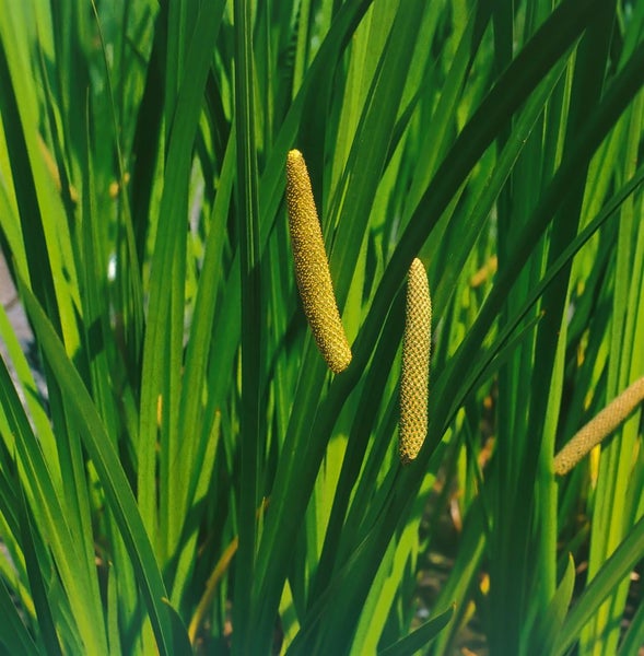 Acorus calamus, Kalmus, ca. 9x9 cm Topf, aromatisch