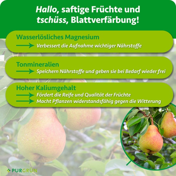 Infografik mit Produktvorteilen von Purgrün Beerendünger mit Magnesium, Tonmineralien und Kalium für gesundes Pflanzenwachstum und reiche Ernte.