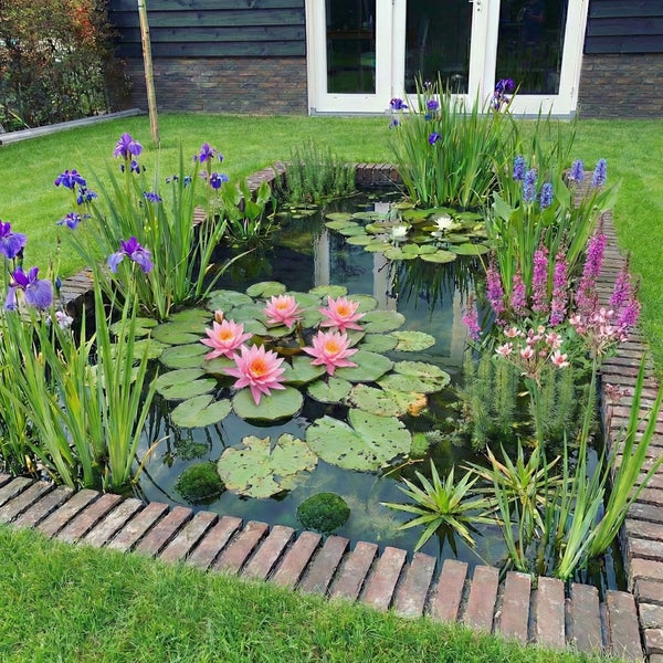 Rechteckiger Gartenteich mit Backsteineinfassung, bepflanzt mit Seerosen, Schwertlilien und anderen Wasserpflanzen in einem gepflegten Rasen.