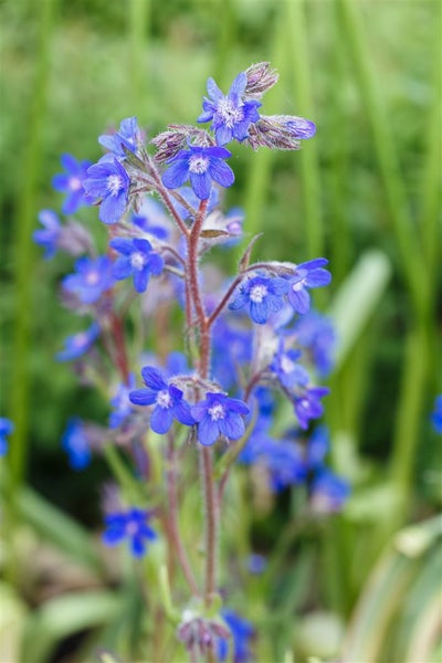 Anchusa azurea, Ochsenzunge, blau, ca. 11x11 cm Topf
