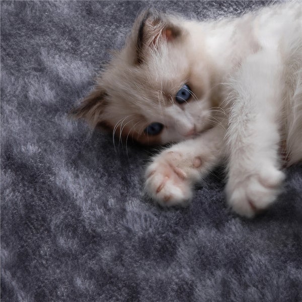 Kätzchen liegt auf einem Teppich
