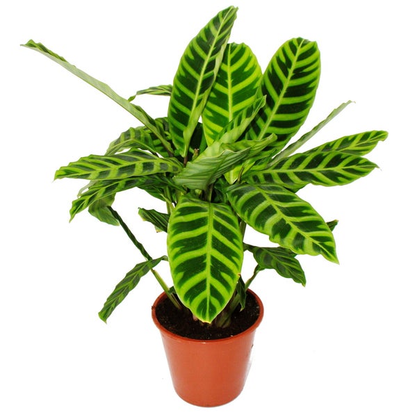 Gestreifte XXL-Schattenpflanze Calathea zebrina Zebra-Korbmaranthe 19cm Topf ca. 70-80cm hoch
