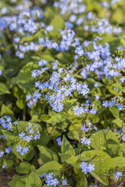 Brunnera macrophylla, Kaukasusvergissmeinnicht, ca. 9x9 cm Topf