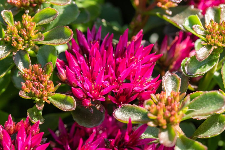 Sedum spurium, Teppichsedum, ca. 9x9 cm Topf, pflegeleicht
