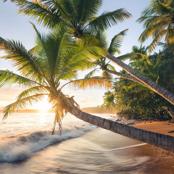 Strand mit Palmen bei Sonnenuntergang