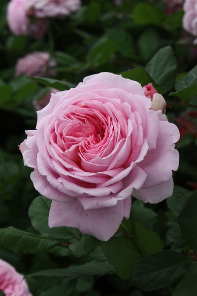 Rosa 'Rosengräfin Marie Henriette', Parfuma, rosa, 7 Liter Topf