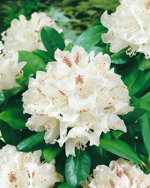 Rhododendron Hybr. 'Bismarck', Rhododendron, rosa, 30–40 cm