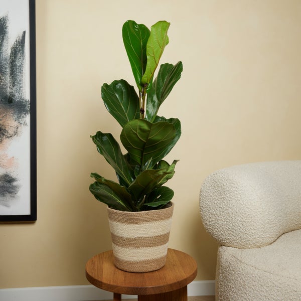 Bloomique - 2er Set - Ficus Lyrata - Geigenfeige - Zimmerpflanzen Groß - Pflegeleicht - Luftreinigend - Höhe 80-100 cm - Topf 21 cm