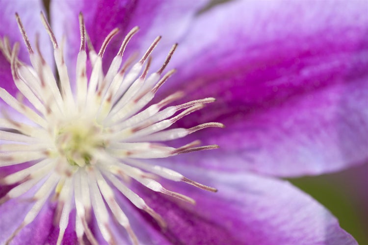 Clematis Hybride 'Dr. Ruppel', großblumig, rosa-weiß, 60–100 cm