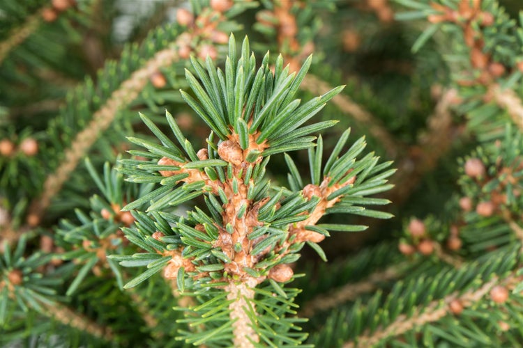 Picea abies, Gemeine Fichte, 60–80 cm