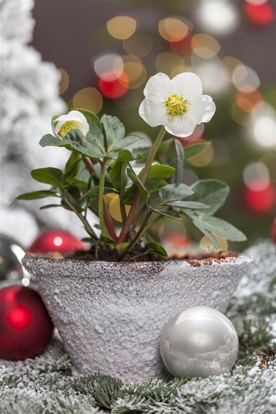 Christrose im Topf mit Weihnachtsdekoration