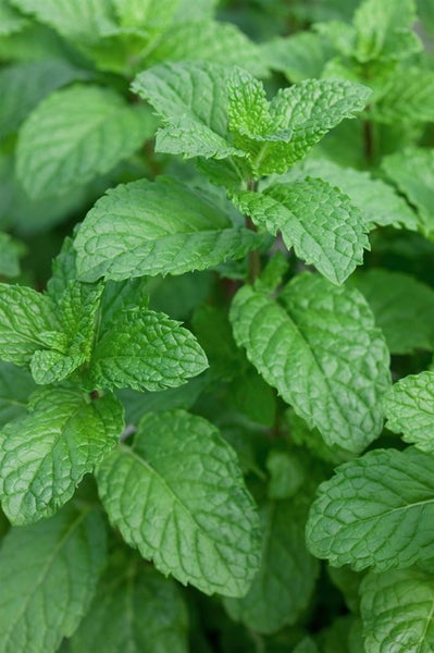 Mentha sp. 'Mojito', Minze, ca. 11x11 cm Topf