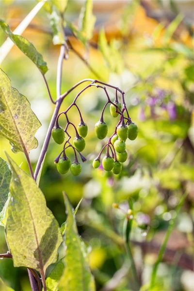 Solanum dulcamara, Bittersüßer Nachtschatten, ca. 11x11 cm Topf