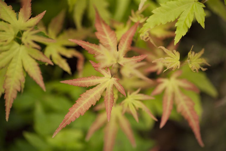 Acer palmatum 'Orange Dream', Japanischer Ahorn, orange, 60–80 cm
