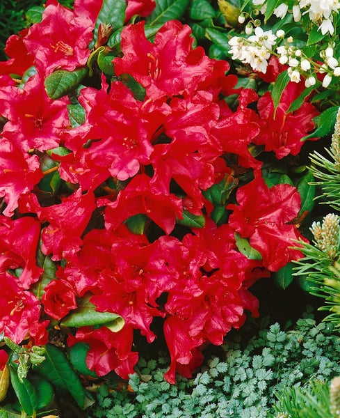 Nahaufnahme einer roten Rhododendronblüte im Garten.
