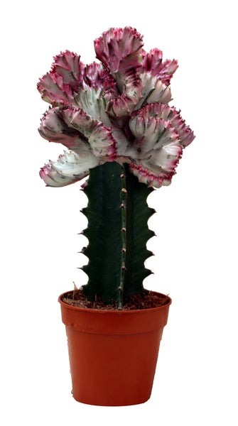 Euphorbia lactea cristata gepfropft - 12cm Topf