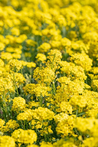 Nahaufnahme von gelben Alyssum-Blüten im Garten.