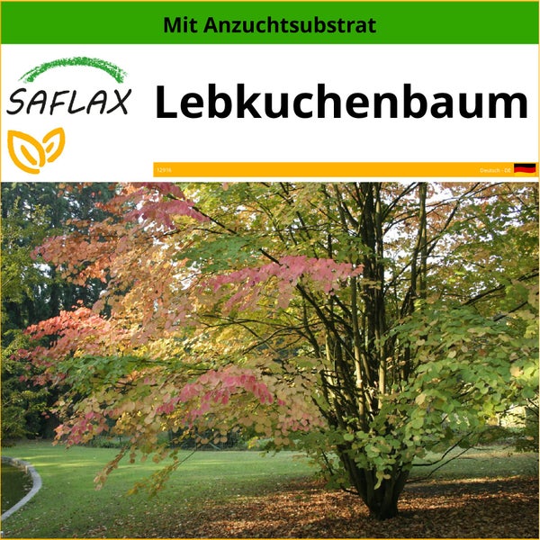 SAFLAX  - Lebkuchenbaum - Cercidiphyllum japonicum - 200 Samen - Mit keimfreiem Anzuchtsubstrat