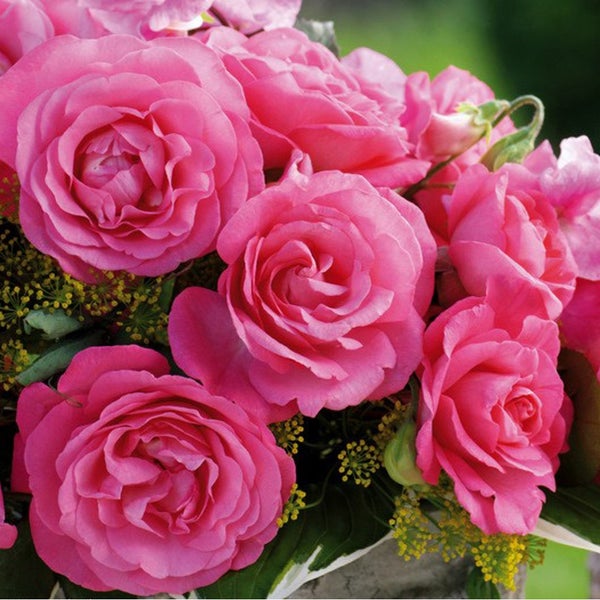 Nahaufnahme von rosa Rosenblüten