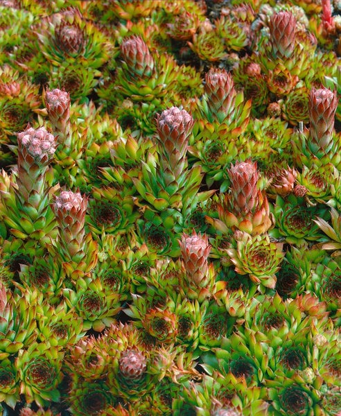 Sempervivum tectorum 'Othello', Hauswurz, ca. 9x9 cm Topf
