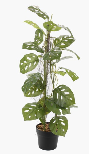 Nahaufnahme von grünen Monstera-Blättern mit charakteristischen Löchern.