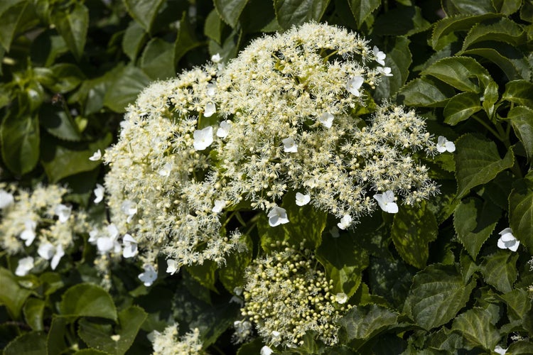 Hydrangea petiolaris, Kletterhortensie, weiß, 100–125 cm