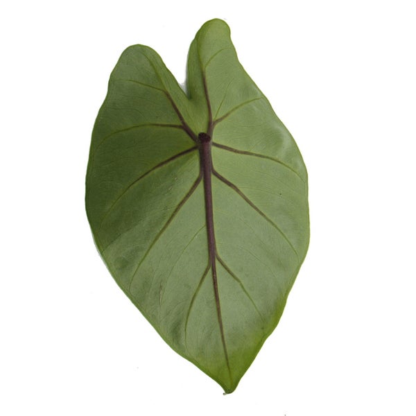 Alocasia Black Cobra - Schwarze Kobra - Elefantenohr - Pfeilblatt - 14cm Topf