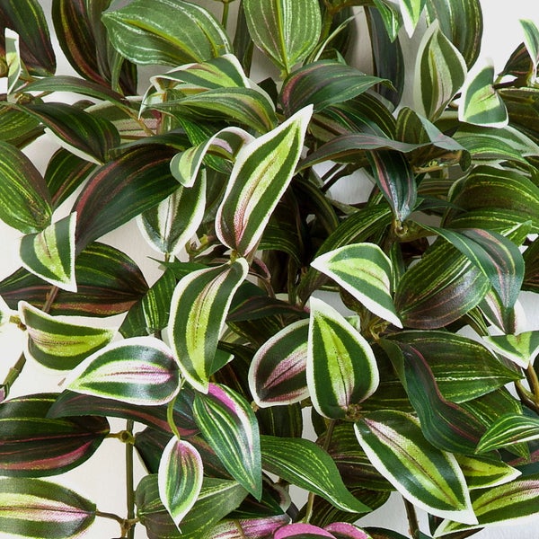 Künstliches Zebrakraut Tradescantia zebrina mit gestreiften Blättern in Grün, Silber und Violett.