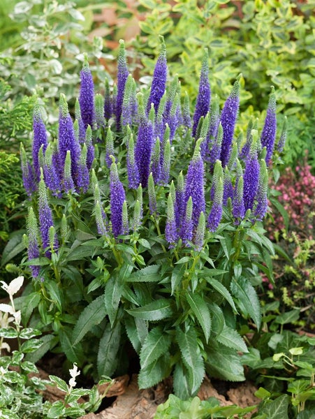 Veronica spicata 'Ulster Dwarf Blue', Ähriger Ehrenpreis, blau, ca. 9x9 cm Topf