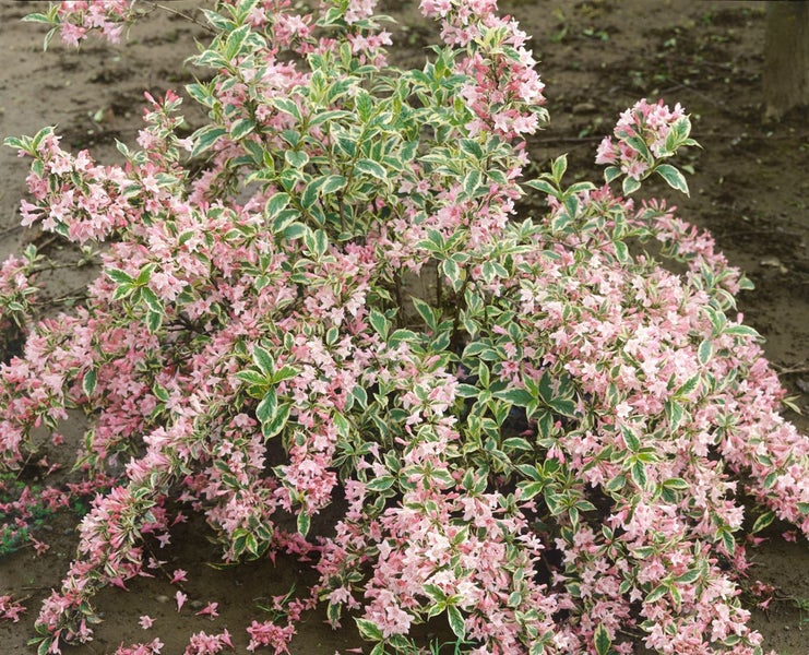 Weigela florida 'Nana Variegata', Weigelie, buntlaubig, 60–80 cm