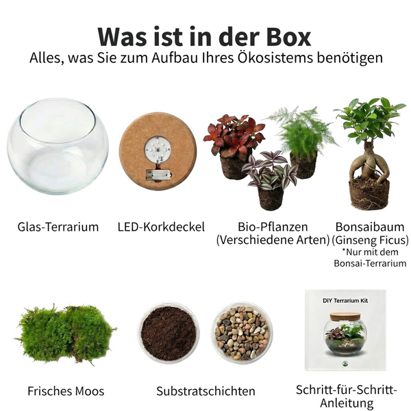 Terrarium Bausatz mit Glasgefäß, Korkdeckel mit Beleuchtung, biologischen Pflanzen, Bonsai Ficus Ginseng, Moos, Substratschichten und Anleitung.