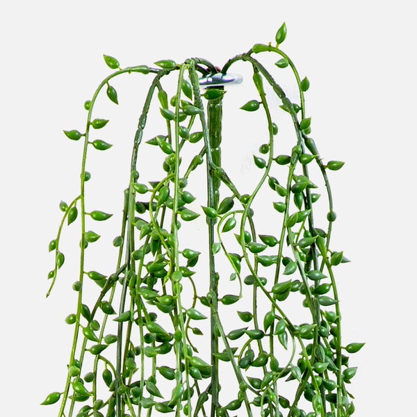 Künstliche Hängepflanze Senecio mit grünen, tropfenförmigen Blättern.