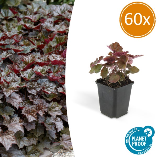 Purpurglöckchen Heuchera mit dunklen Blättern im schwarzen Pflanztopf, Garden Basics Logo und On the way to PlanetProof Zertifizierung.