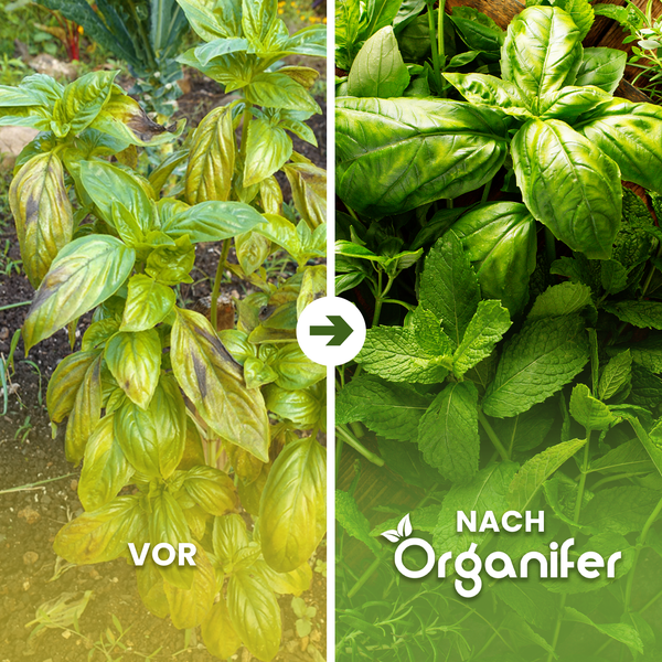 Vorher Nachher Vergleich von Basilikum und Minze nach der Anwendung eines Organifers