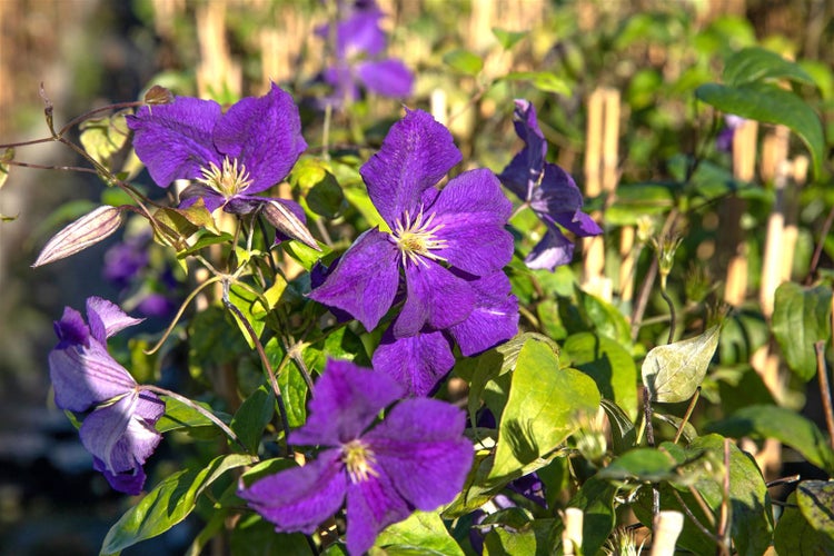 Clematis Hybride 'Warszawska Nike', dunkelviolett, 60–100 cm