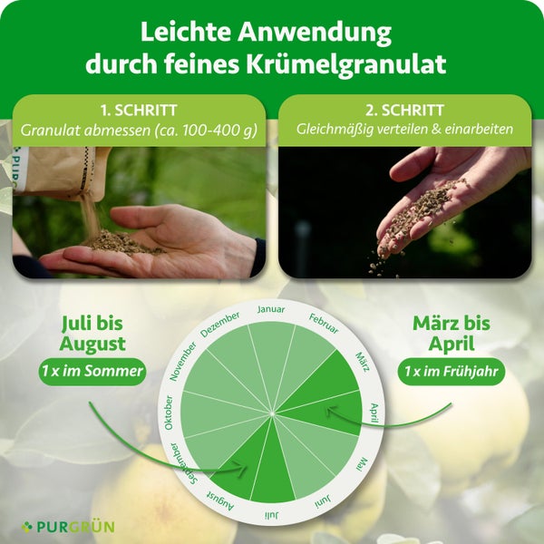 Anleitung für Düngergranulat: Abmessen von circa 100 bis 400 Gramm und Verteilen. Anwendung im März bis April und Juli bis August. Purgrün Logo.