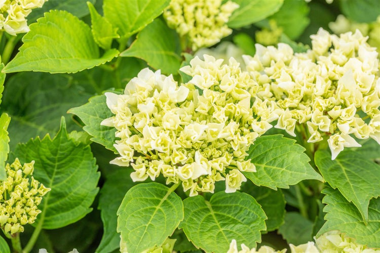 Nahaufnahme einer Hortensie mit Blüten und Blättern